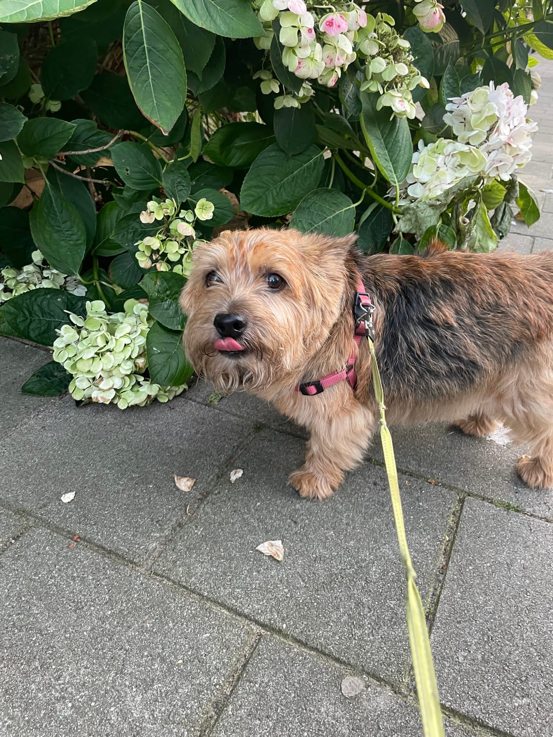Designing a Dog-Friendly Garden