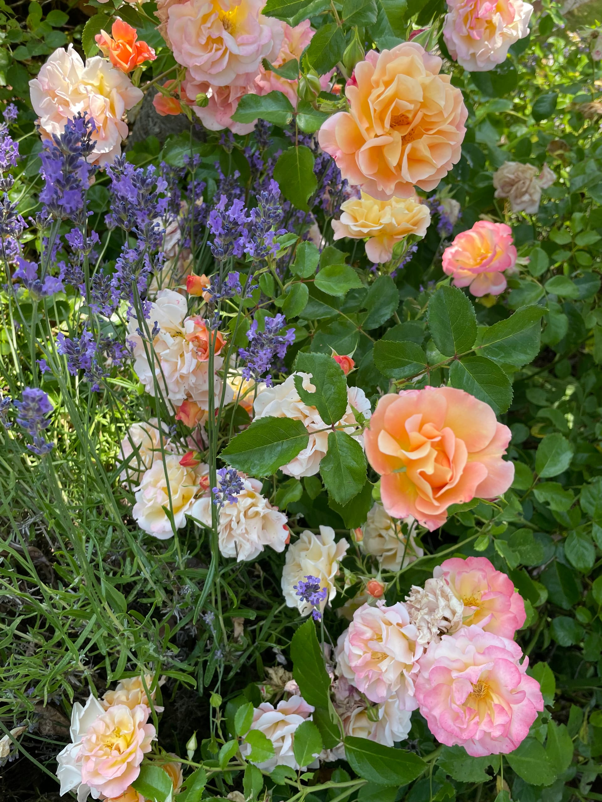 Design Your Own Garden