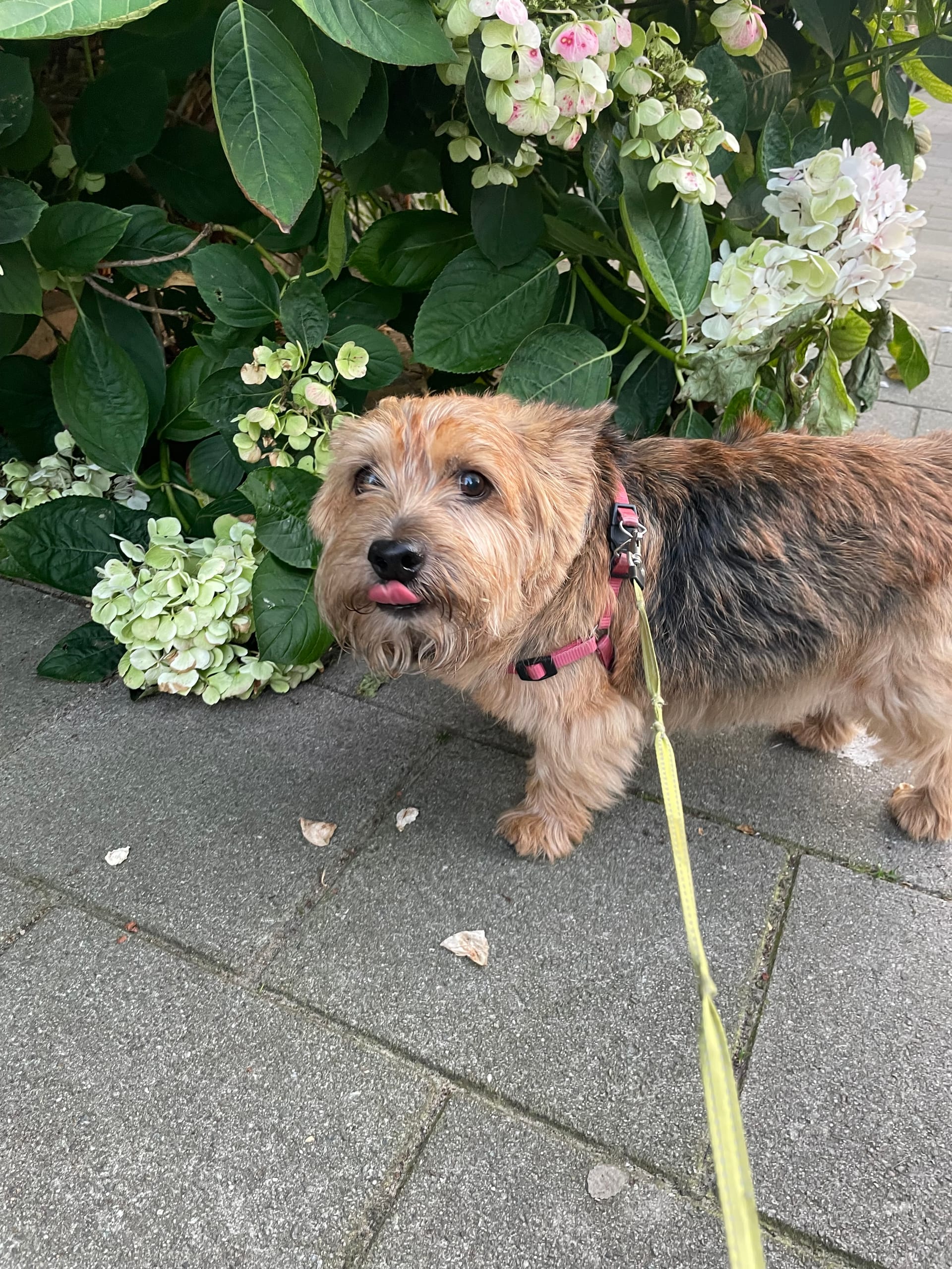 Designing a Dog-Friendly Garden